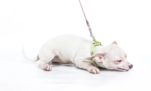 stock image Funny puppy Chihuahua poses on a white background