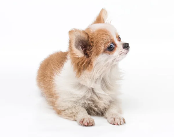 Cachorro divertido Chihuahua posa sobre un fondo blanco — Foto de Stock