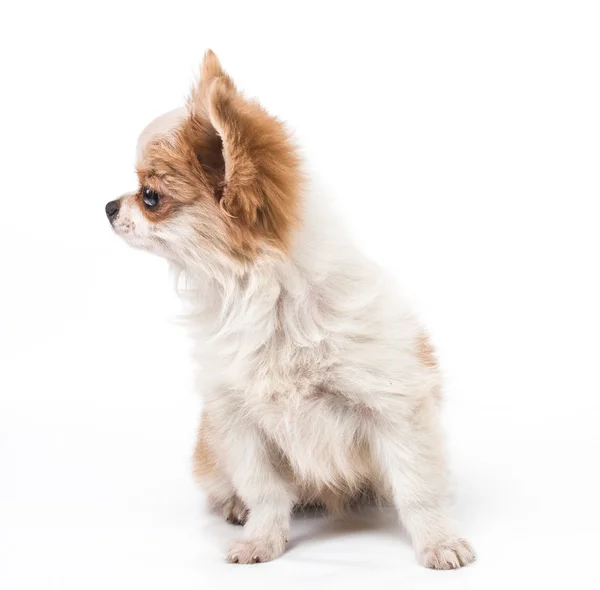 Смешной щенок Чихуахуа позирует на белом фоне — стоковое фото