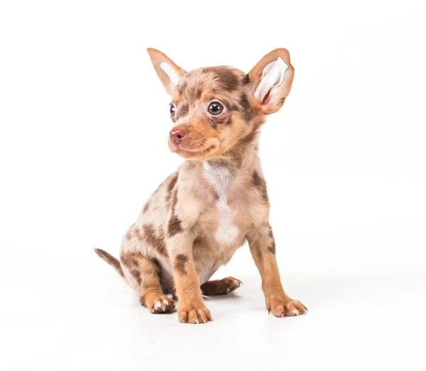 Toy Terrier on a white background — Stock Photo, Image