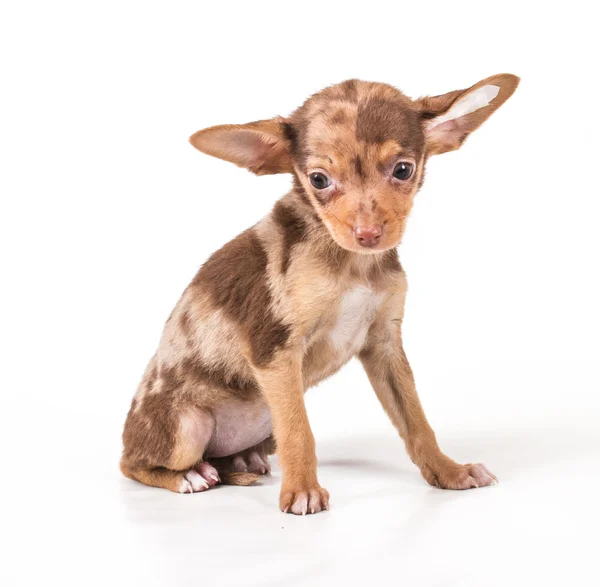 Toy Terrier on a white background — Stock Photo, Image