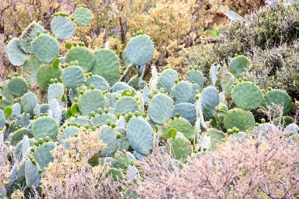 Närbild på opuntia kaktusar — Stockfoto