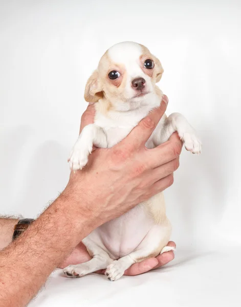 Chihuahua kiskutya fehér háttér — Stock Fotó