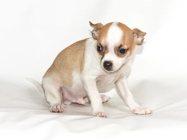 Čivava štěně na bílém pozadí — Stock fotografie