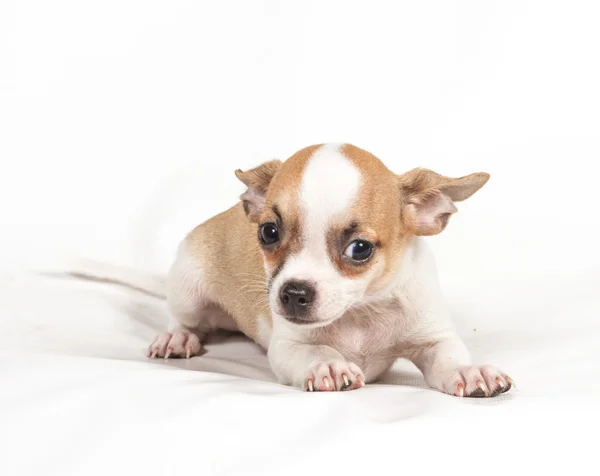 Chihuahua chiot sur fond blanc — Photo