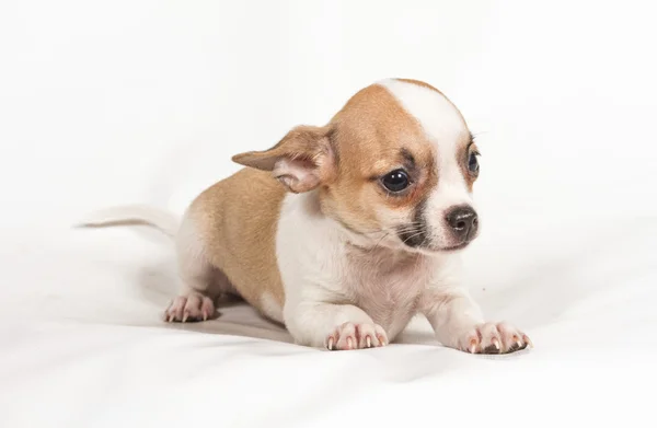 Chihuahua filhote de cachorro no fundo branco — Fotografia de Stock
