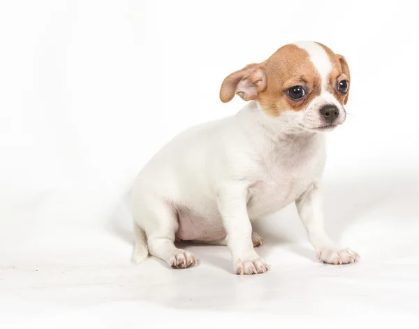 チワワ子犬の白い背景 — ストック写真