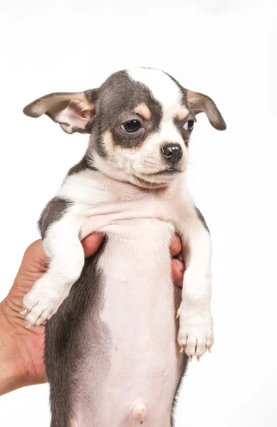 Chihuahua κουτάβι σε λευκό φόντο — Φωτογραφία Αρχείου