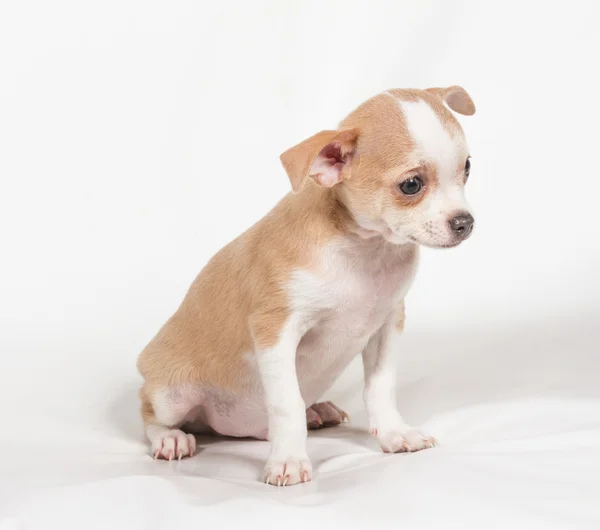 Chihuahua puppy op witte achtergrond — Stockfoto
