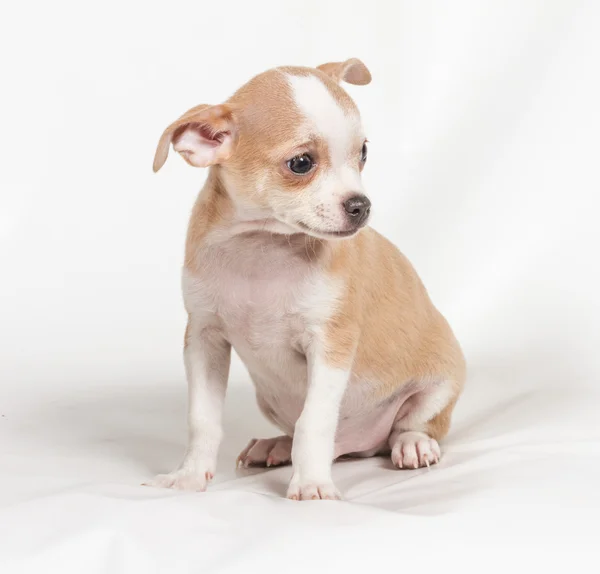 Chihuahua valp på vit bakgrund — Stockfoto