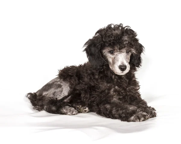 Poodle in front of white background — Stock Photo, Image