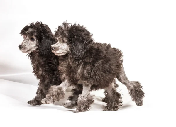 Poodle in front of white background — Stock Photo, Image