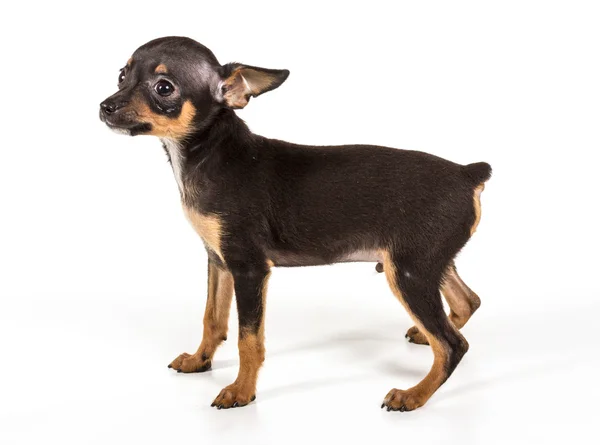 Rysk toy terrier, isolerad på en vit bakgrund — Stockfoto