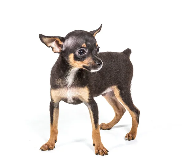 Russian toy terrier, isolated on a white background — Stock Photo, Image