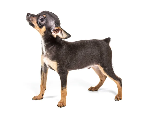Russian toy terrier, isolated on a white background — Stock Photo, Image