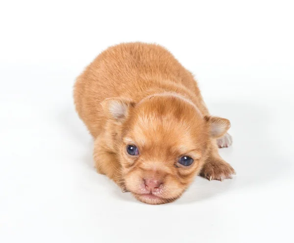 Chihuahua cachorro sobre fondo blanco — Foto de Stock