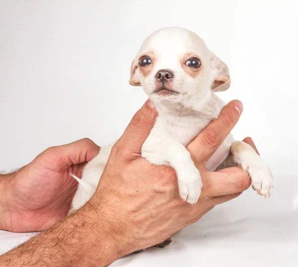 ลูกสุนัข Chihuahua บนพื้นหลังสีขาว — ภาพถ่ายสต็อก