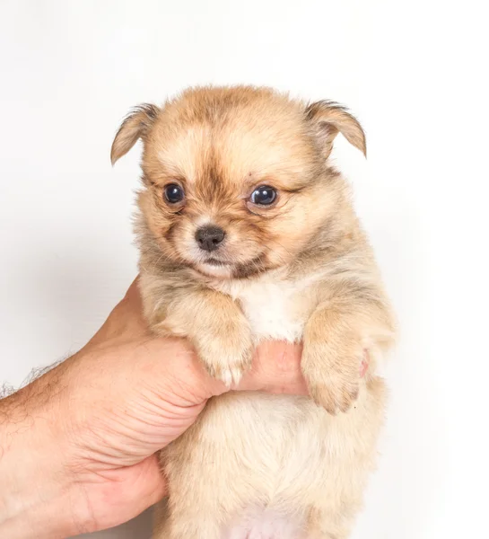 Chihuahua hvalp på hvid baggrund - Stock-foto
