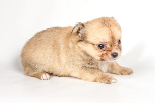 Chihuahua puppy on white background — Stock Photo, Image