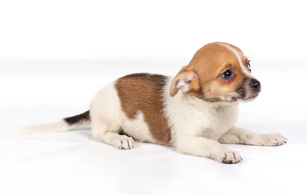 Chihuahua chiot devant un fond blanc — Photo