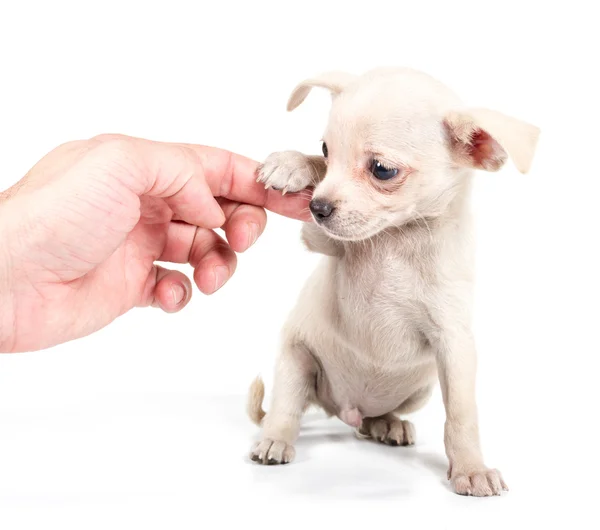 Chihuahua cachorro delante de un fondo blanco —  Fotos de Stock