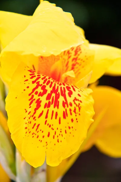 Íris amarelos no jardim — Fotografia de Stock