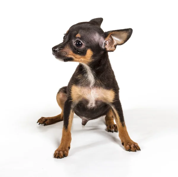 Russian toy terrier, isolated on a white background Stock Picture
