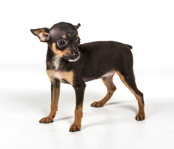 Russian toy terrier, isolated on a white background Royalty Free Stock Images