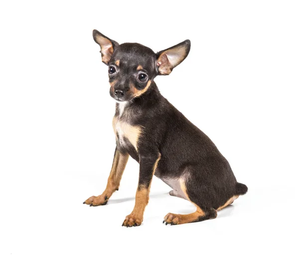 Russian toy terrier, isolated on a white background Royalty Free Stock Images