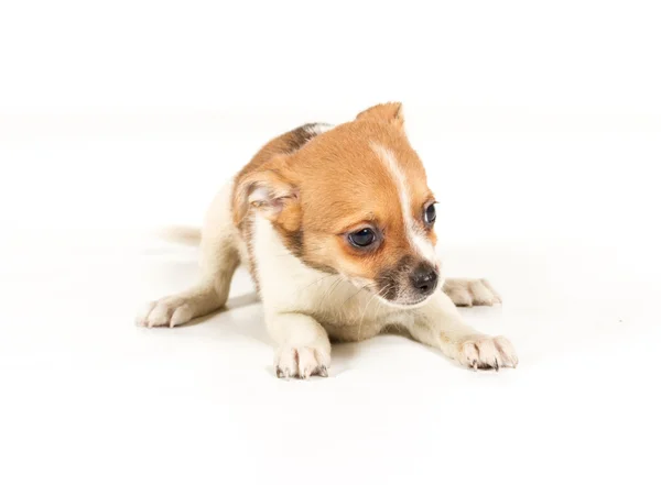 Chihuahua cachorro delante de un fondo blanco Fotos de stock