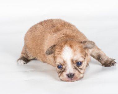 Beyaz arka planda bir chihuahua köpek yavrusu