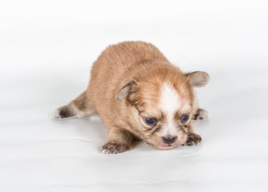 Beyaz arka planda bir chihuahua köpek yavrusu