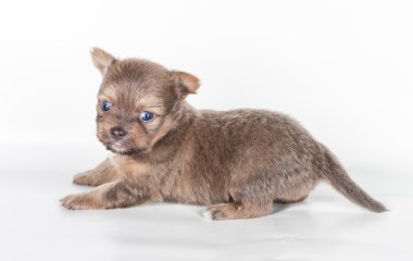 Beyaz arka planda bir chihuahua köpek yavrusu