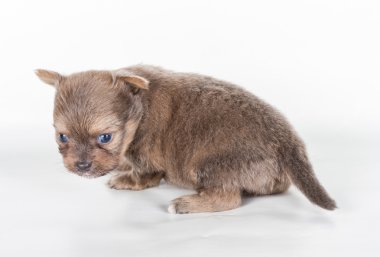 Beyaz arka planda bir chihuahua köpek yavrusu