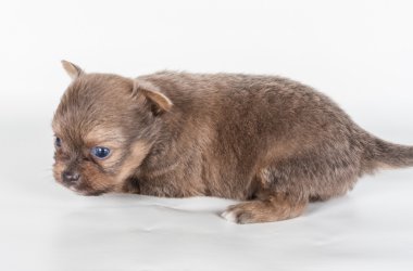 Beyaz arka planda bir chihuahua köpek yavrusu