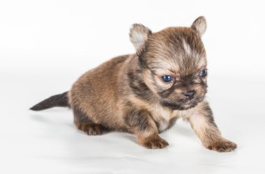 Beyaz arka planda bir chihuahua köpek yavrusu