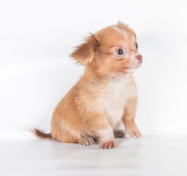 Beyaz arka planda bir chihuahua köpek yavrusu