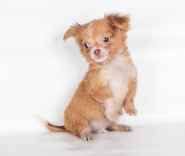 Beyaz arka planda bir chihuahua köpek yavrusu