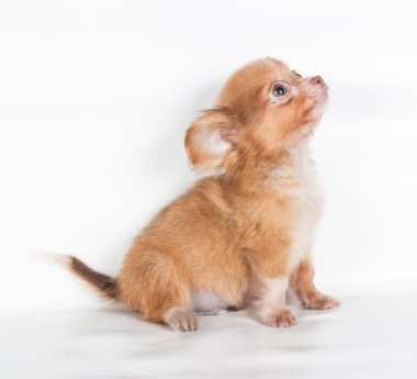 Beyaz arka planda bir chihuahua köpek yavrusu