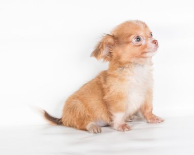 Beyaz arka planda bir chihuahua köpek yavrusu