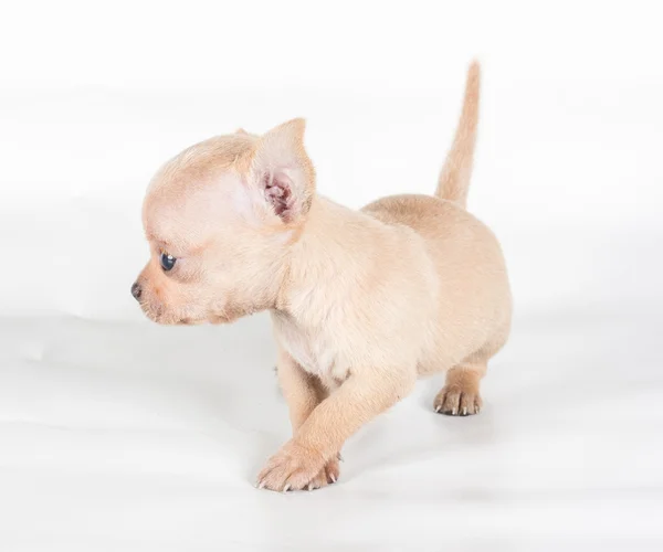 Chihuahua κουτάβι μπροστά από ένα λευκό φόντο — Φωτογραφία Αρχείου