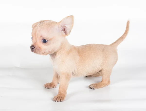 Chihuahua puppy voor een witte achtergrond — Stockfoto