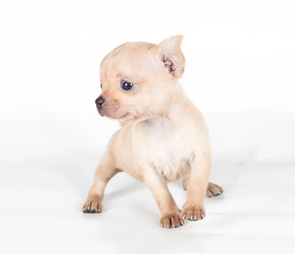 Čivava štěně v přední části bílého pozadí — Stock fotografie