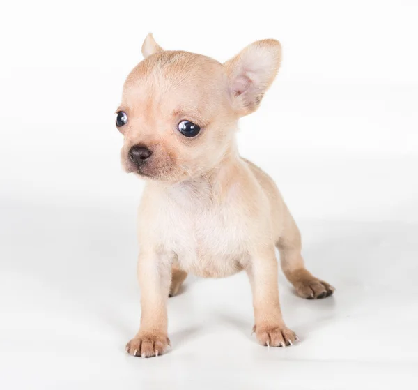 Chihuahua puppy voor een witte achtergrond — Stockfoto