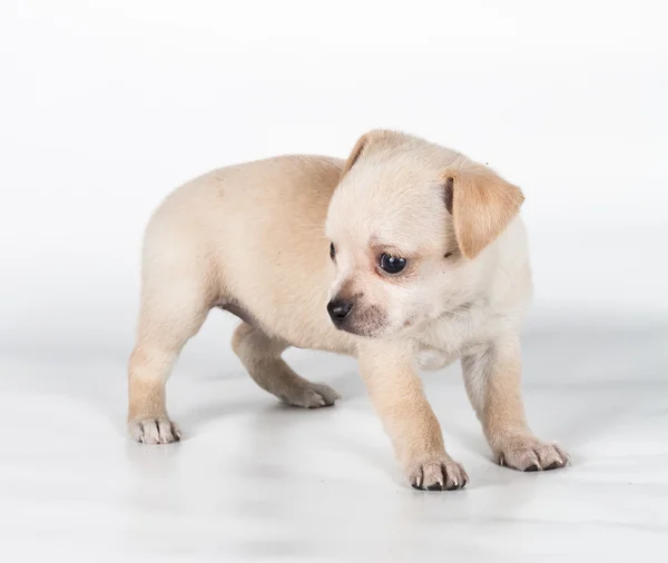Chihuahua kiskutya előtt egy fehér háttér — Stock Fotó