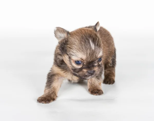 Chihuahua puppy in front of a white background — Stock Photo, Image