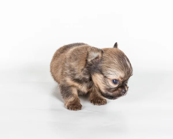 Chihuahua puppy voor een witte achtergrond — Stockfoto