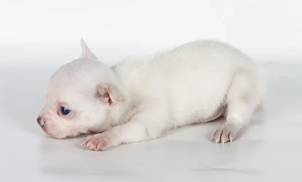 Chihuahua κουτάβι μπροστά από ένα λευκό φόντο — Φωτογραφία Αρχείου