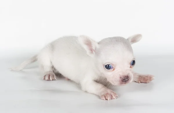 Cucciolo di chihuahua davanti a uno sfondo bianco — Foto Stock
