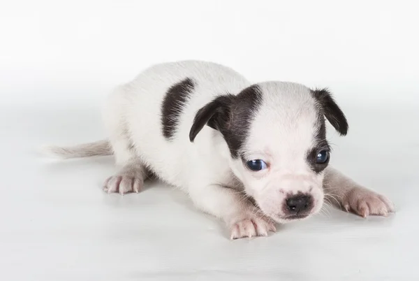 Chihuahua cachorro delante de un fondo blanco — Foto de Stock